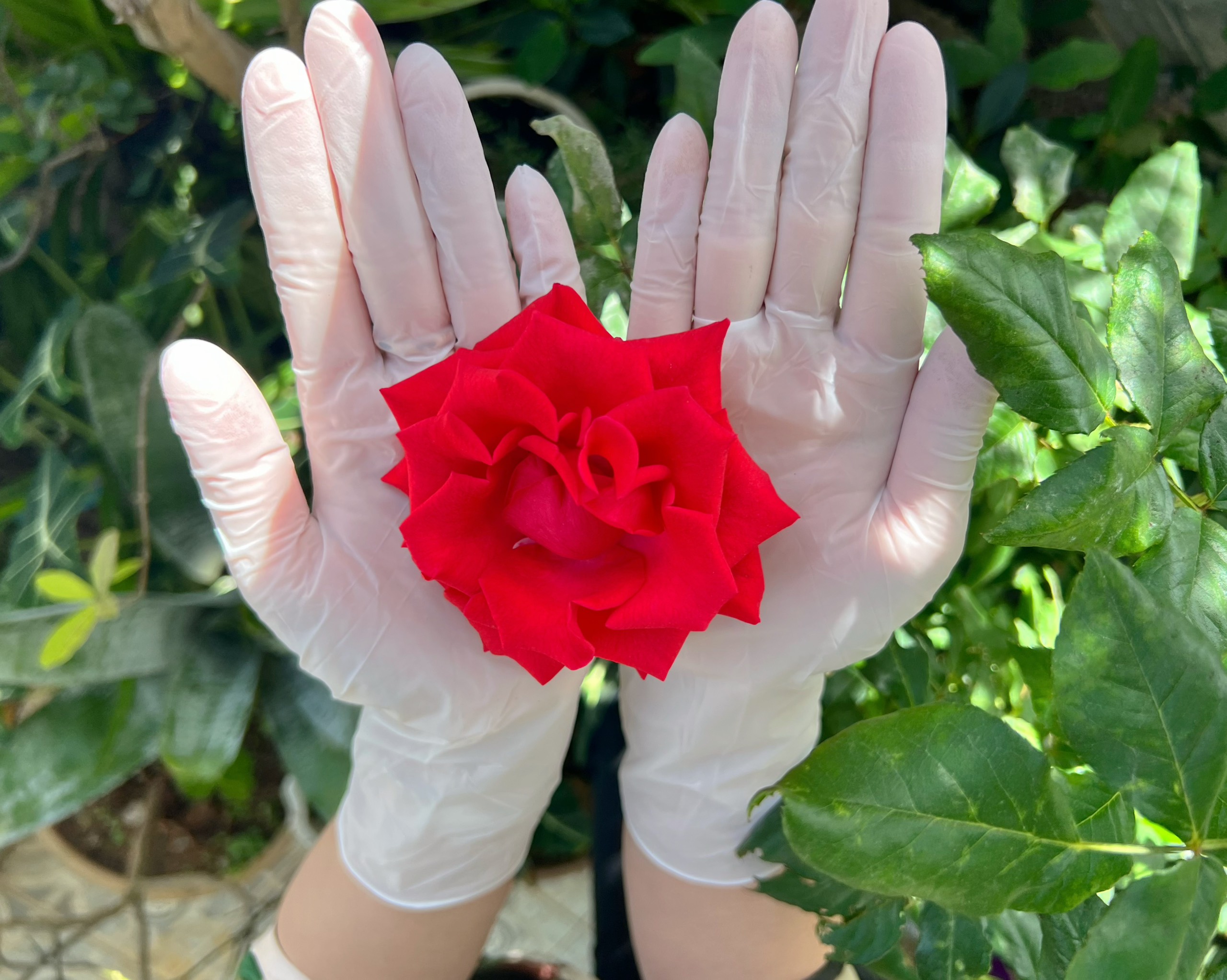 z5066901855165 c0a34080c4a2214a85b96da8acd26cc0